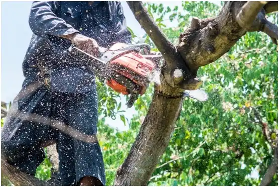 tree services Laflin